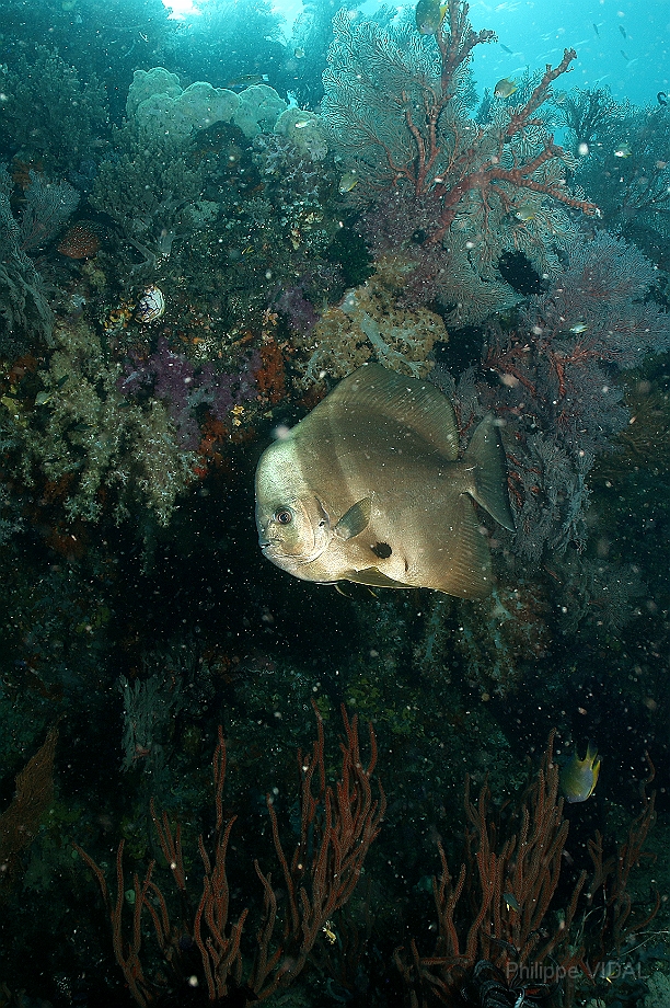 Raja Ampat 2016 - Platax teira - Longfin Spadefish - Platax a longues nageoires - IMG_4030_rc.jpg